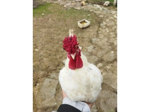 İspenç 5 parmak gül ibik horozlar