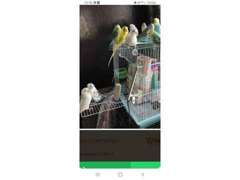 Sağlıklı temiz kanlı muhabbet kuşlarımız