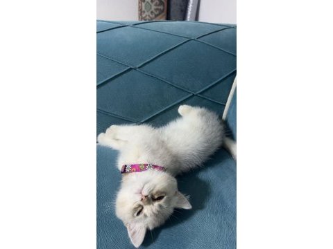 Güzel british shorthair yavrumuza sıcak ev arıyoruz