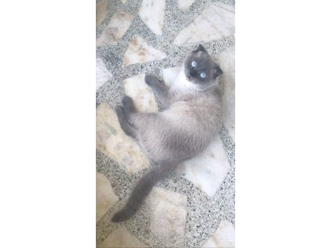Kedime yuva arıyorum ücretsiz
