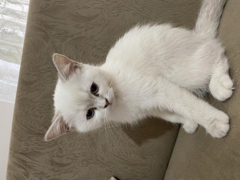 British shorthair bluepoint bebeğimiz