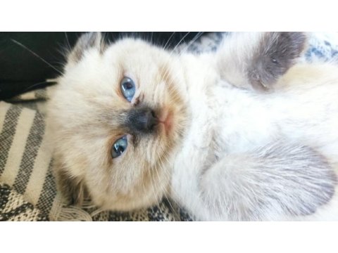 Scottish fold longhair tosunum