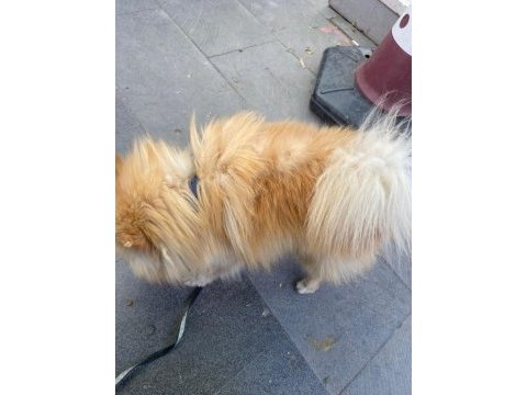 3 yaşında erkek spitz