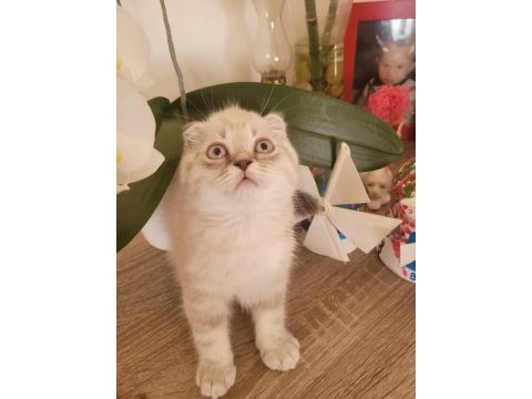 Scottish fold erkek bebek