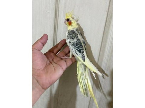 59 günlük renk güzeli kusursuz sultan papağanı bebek
