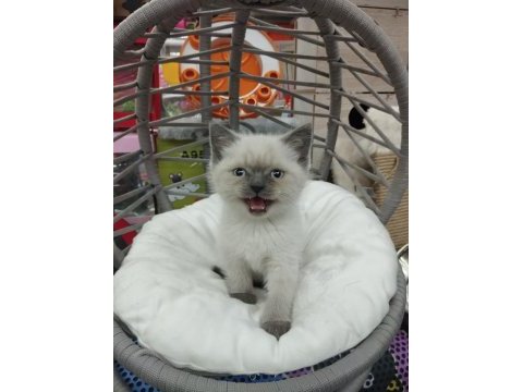Kalite british shorthair scottish fold yavrular hazır