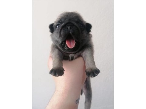 Pug yavrularımız ırk garantilidir
