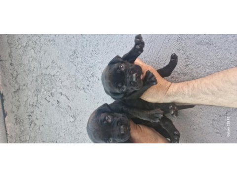 Cane corso köpeğimiz