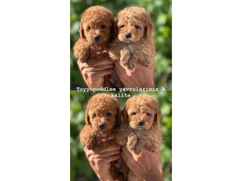 Toy poodle yavrularımız