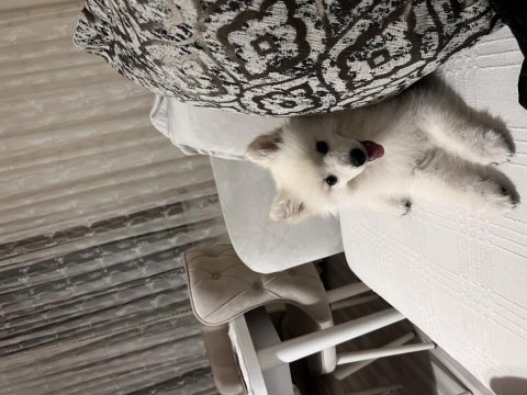 Acil evcil hayvanımı sahiplendiriyorum spitz