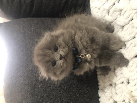 Saf kan scottish fold longhair yavrularım yuva arıyor