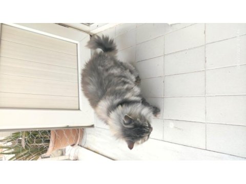 2 yaş kısır çipli aşılı british longhair erkek