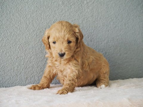 F1b goldendoodle yavrular