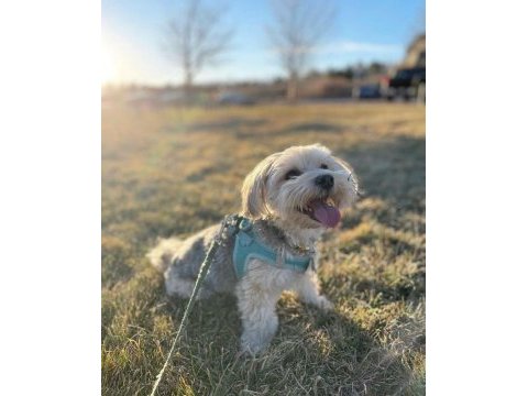 Morkie eğitimi havlama huyu yok
