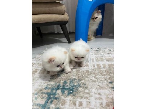 Persian yavru dişi 1 aylık