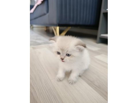 Silver scottish fold blue point silver ingiliz kedisi