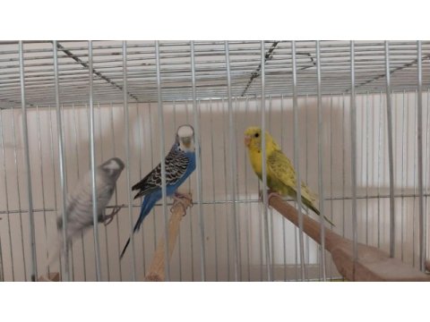 Gözüm gibi baktığım kuşlarımı sahiplendiriyorum