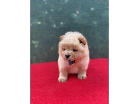 Chow chow yavrularımız yeni ailesini bekliyor