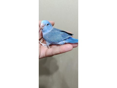 Forpus erkek bebek