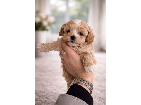 F1 maltipoo toy boy yavrular
