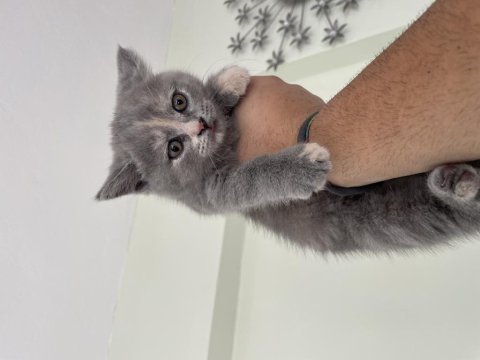 2 aylık british shorthair