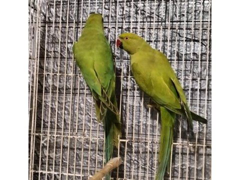 Pakistan papağanları yer istanbul yenibosna