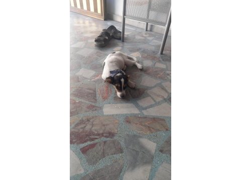 Görüşülür jack russell