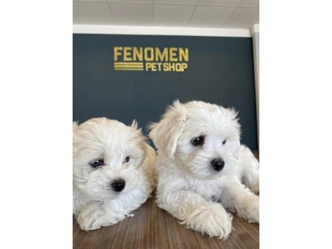 Kar beyaz maltese terrier yavrularımız güncel