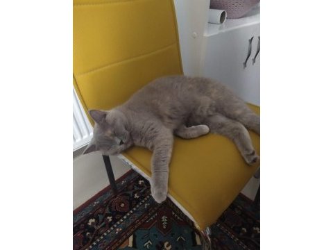 10 aylık dişi british shorthair