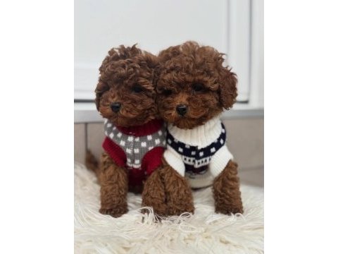 Toy poodle yavruları 