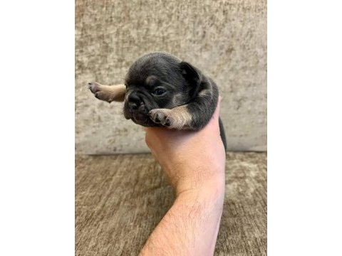 French bulldog yavrularımız