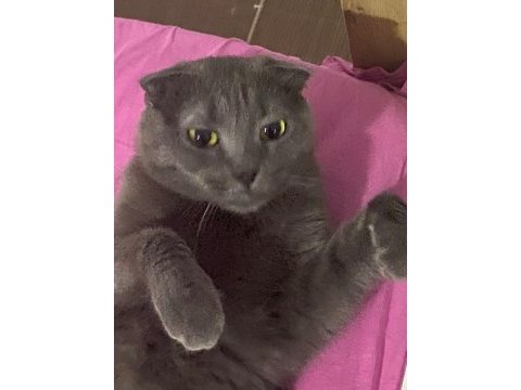 Ücretsiz scottish fold kızımız