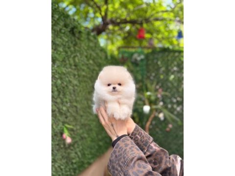 Show kalite pomeranian boo yavrularımız