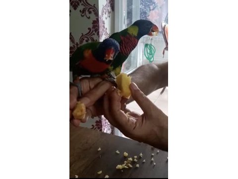 Full evcil 2 adet gökkuşağı lori papağanı