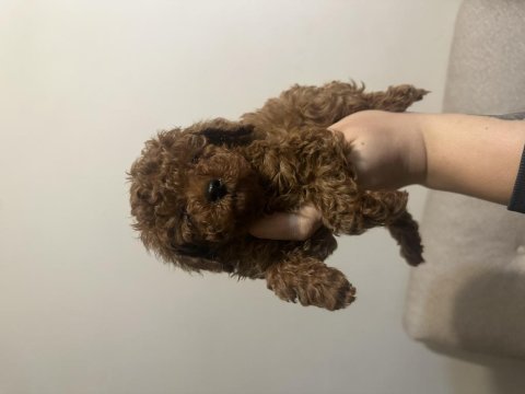 Dişi kore toy poodle