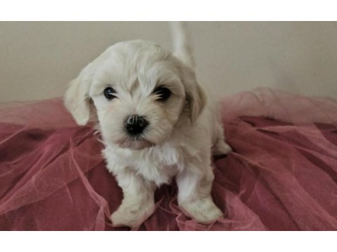 Maltese terrier yavru köpeklerimiz