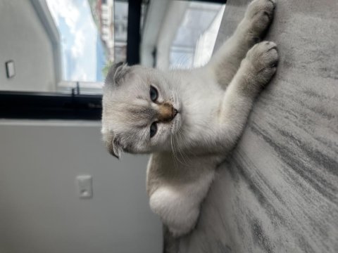 British shorthair dişi 4,5 aylık