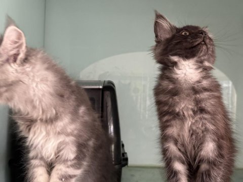 Show kalite maine coon yavrularımızı canlı görün