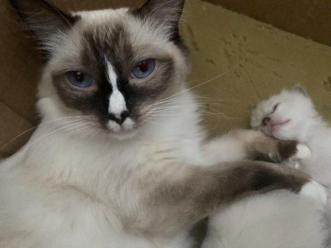 4 yaşında dişi ragdoll