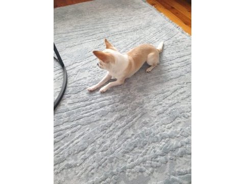 Teacup chihuahua