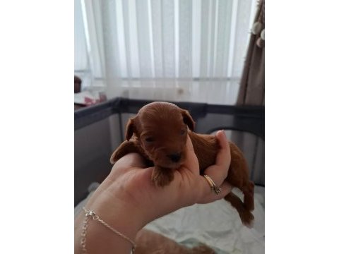 Evde büyüyen poodle kalitesinde maltipoo bebekler