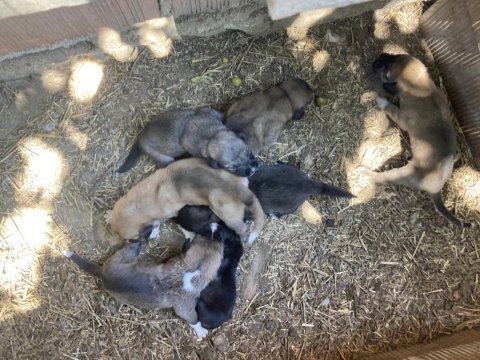 Kaliteli kangal yavrularımız yeni yuvalarını arıyorlar