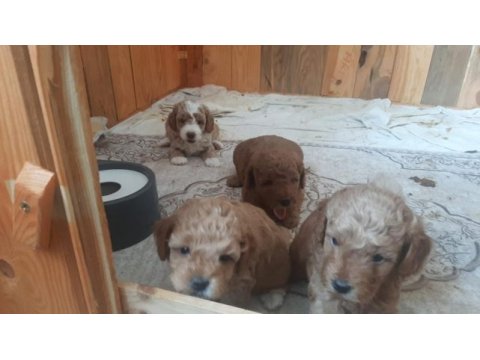 F3 maltipoo yavrular