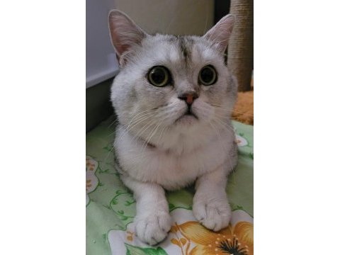 Acil erkek scottish fold sahiplendirme