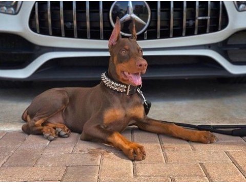 Kızıl ve izabel çivi estetikli doberman yavrular