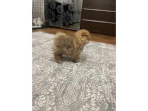 Anne altından orjinal şecereli pomeranian boo yavruları