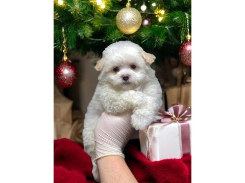 Teacup maltipoo son dişi yavrumuz