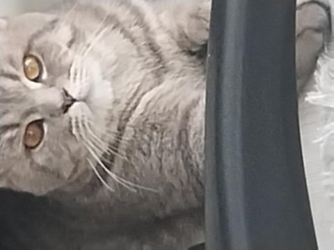 British shorthair mükemmel renk marsımız ücretsiz