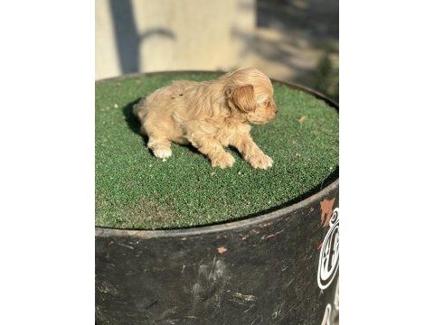 A kalite sıfır numara maltipoo yavrumuz