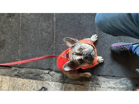 Blue merle french bulldog